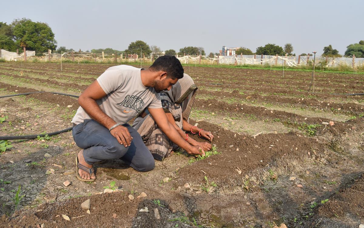 Uncertain future in a sea of poppies The Hindu